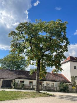 Burg 5